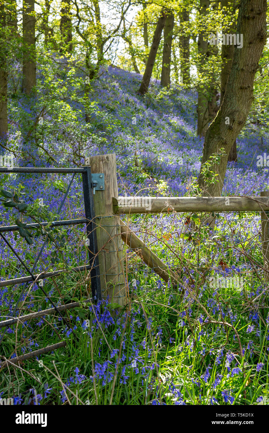 Affichage des forestiers UK beau printemps bluebells en plein soleil. pommelé Bluebell flowers commune : Hyacinthoides non-scripta, nature's tapis pourpre. Banque D'Images