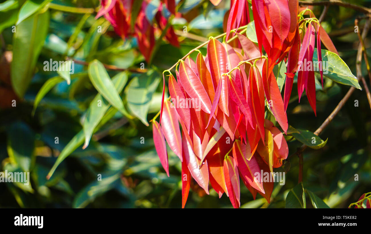 Couleur d'éclairage dans les feuilles des plantes vertes Banque D'Images Couleur d'éclairage dans les feuilles des plantes vertes Banque D'Images