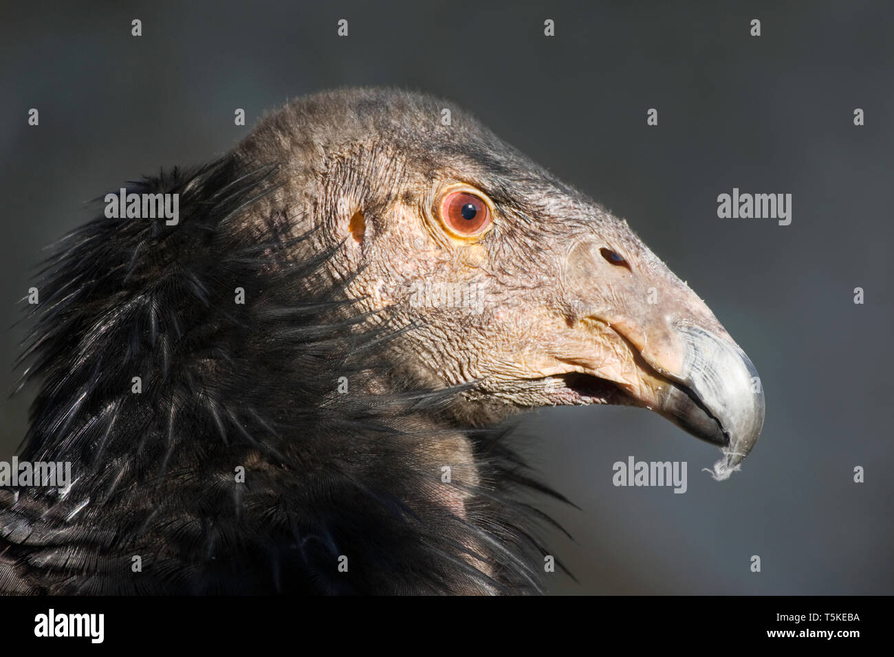 Condor de Californie Gymnogyps californianus, captive, d'oiseaux immatures, le zoo de San Diego, California, USA, Janvier Banque D'Images