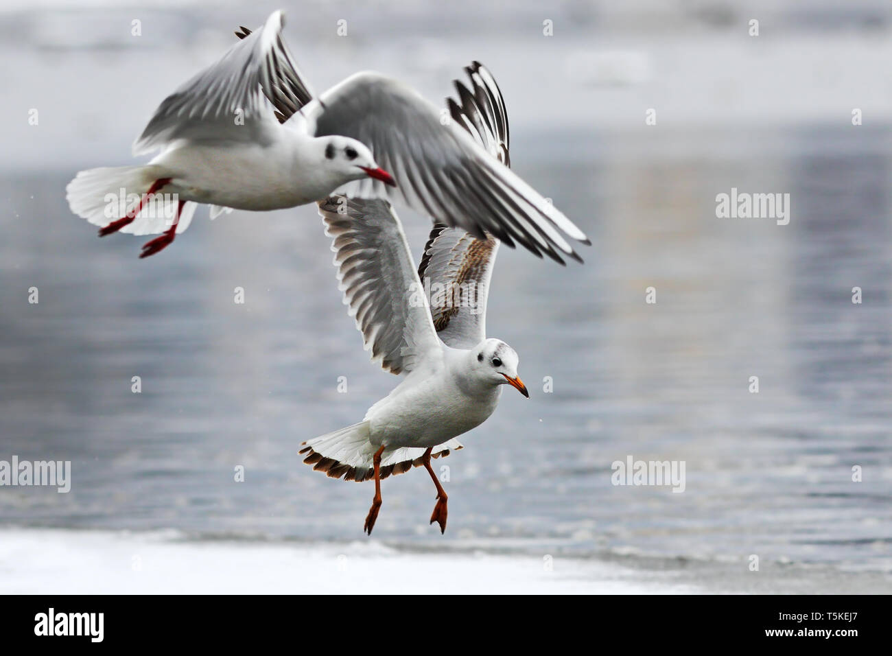Des mouettes en vol au-dessus de la rivière glacée ( Chroicocephalus ridibundus ) Banque D'Images