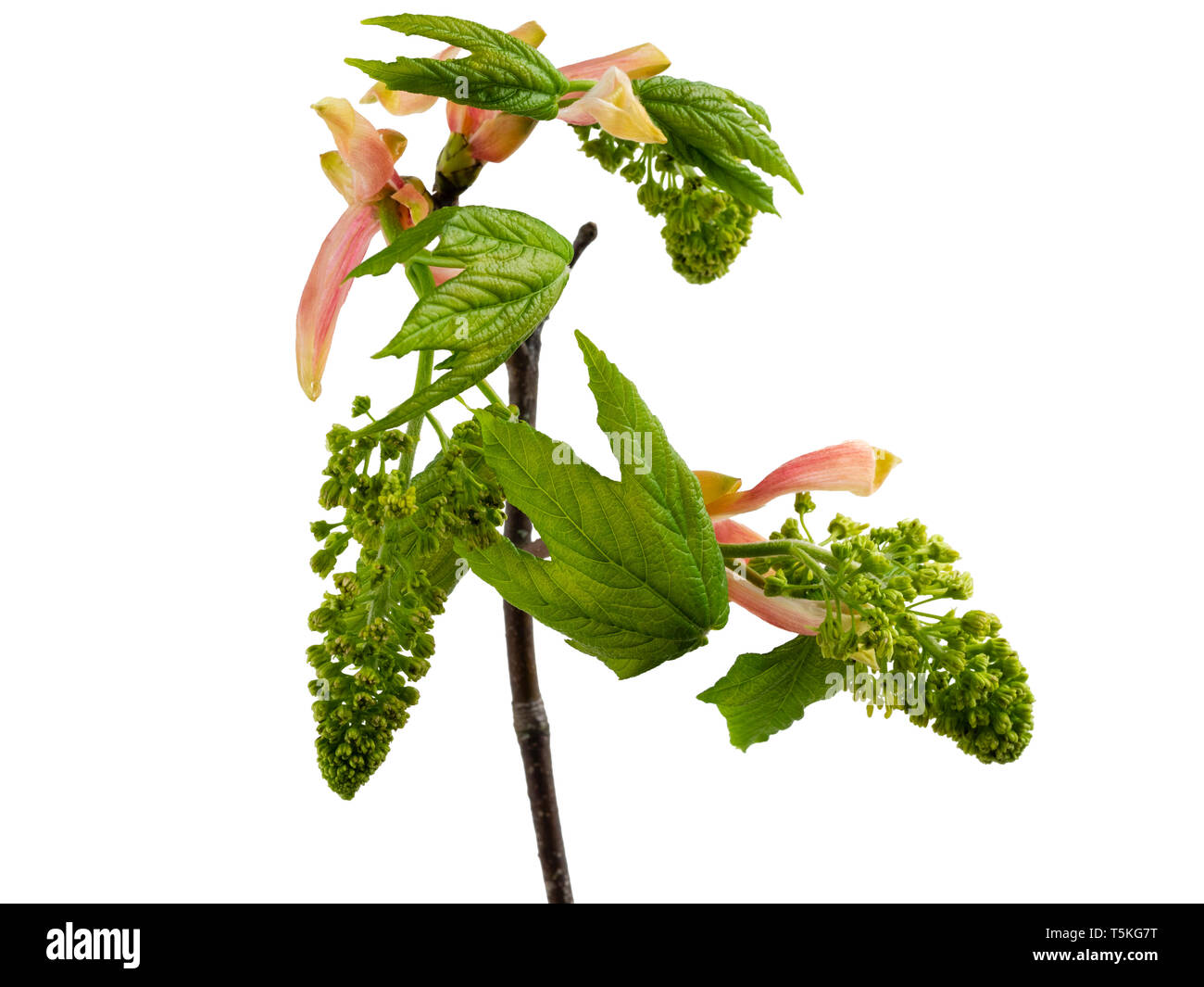 Les nouvelles fleurs et feuillages d'Acer pseudoplatanus, le sycomore, sur un fond blanc Banque D'Images