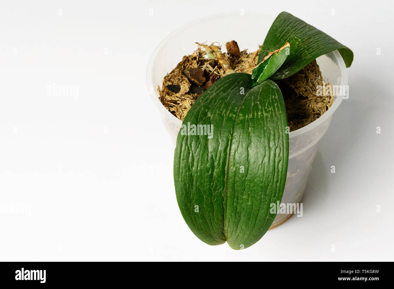 Maladie sur la feuille d'une orchidée. Le coup de soleil sur une feuille d'orchidée. Banque D'Images