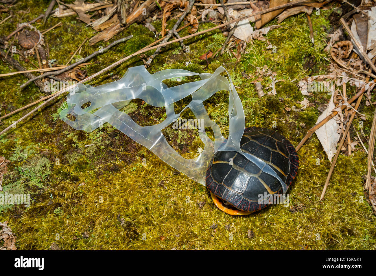 Tortue peinte de l'est empêtré dans un verre en plastique six pack titulaire. Banque D'Images