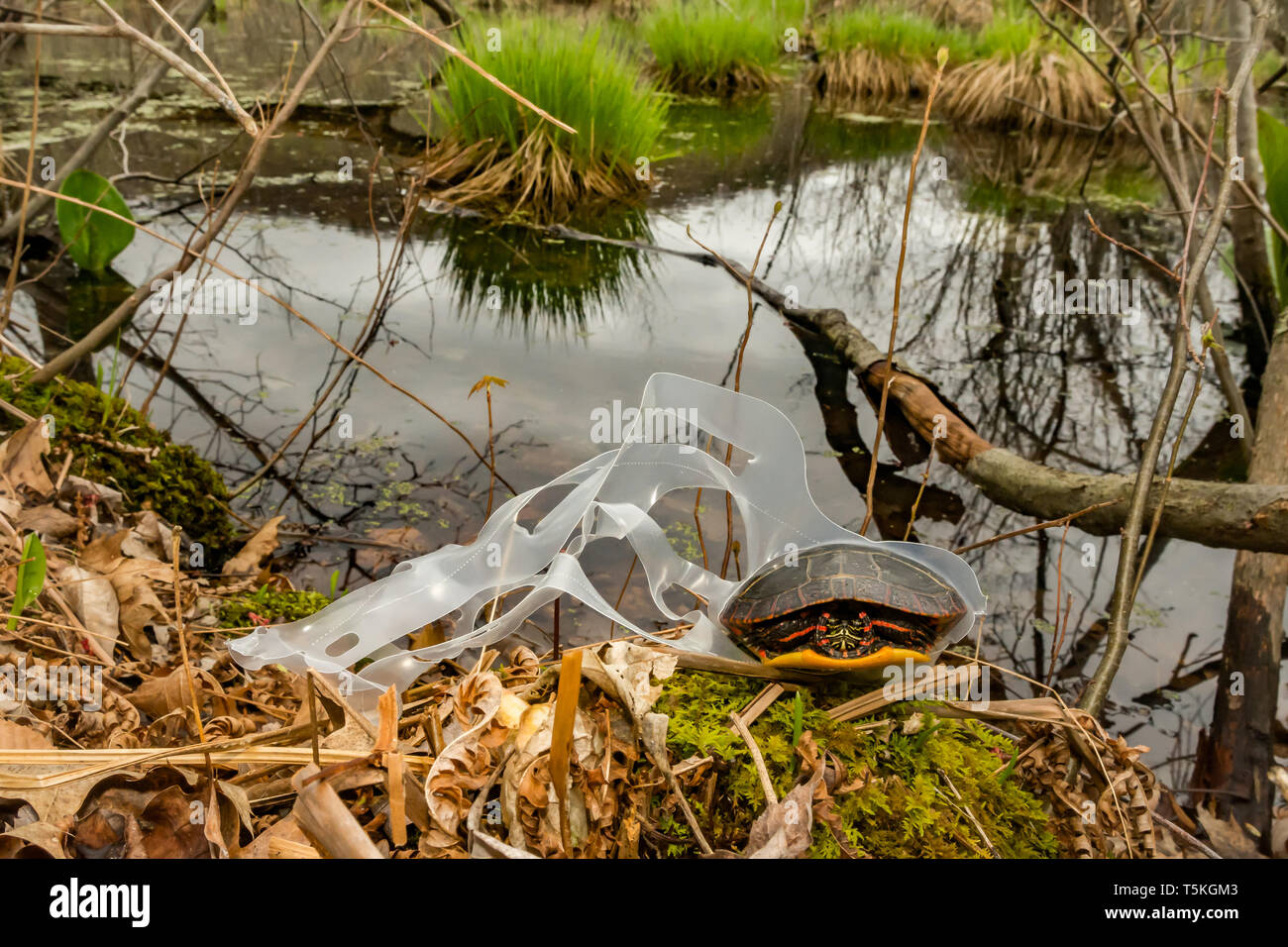 Tortue peinte de l'est empêtré dans un verre en plastique six pack titulaire. Banque D'Images