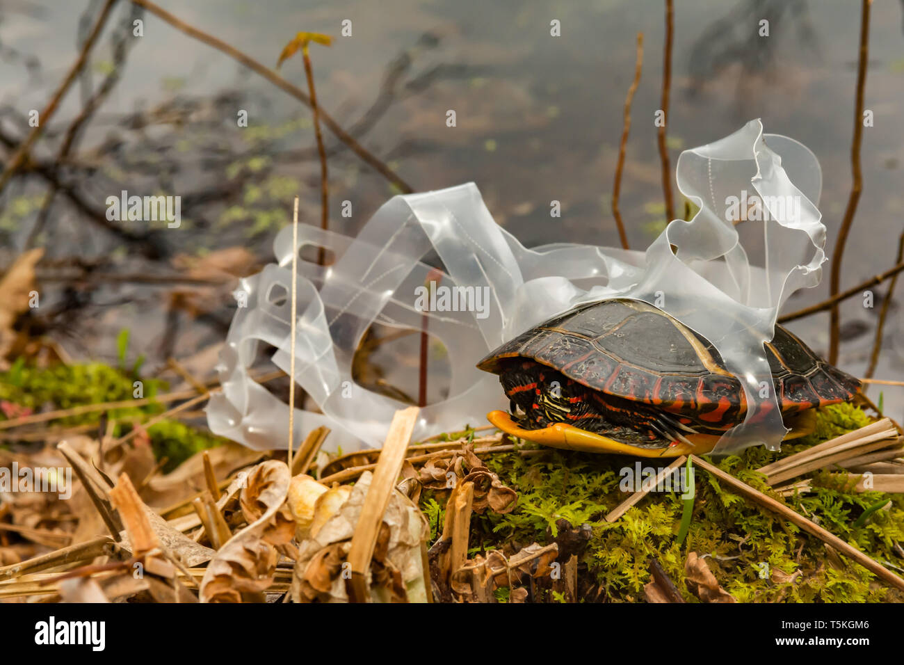 Tortue peinte de l'est empêtré dans un verre en plastique six pack titulaire. Banque D'Images