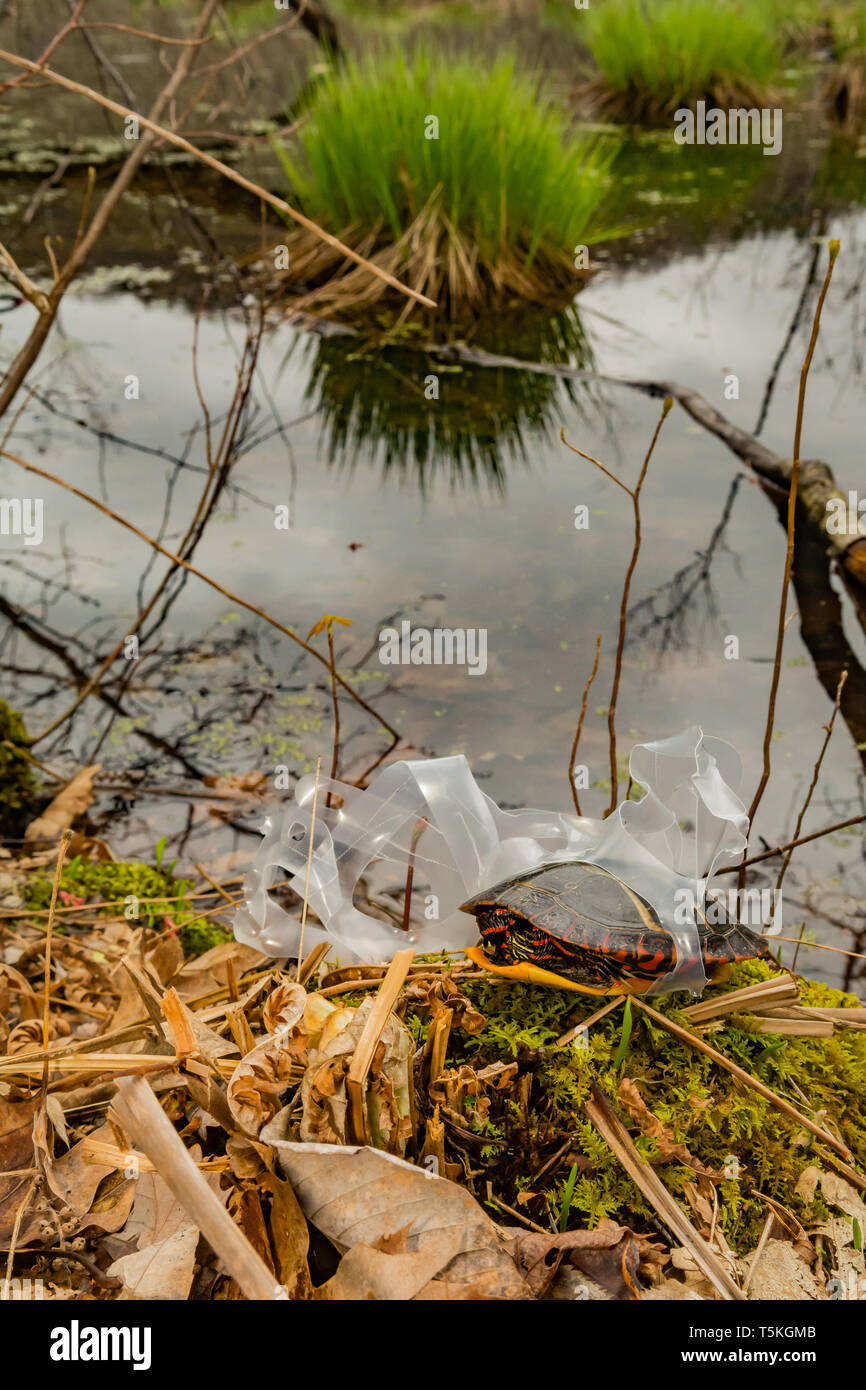 Tortue peinte de l'est empêtré dans un verre en plastique six pack titulaire. Banque D'Images
