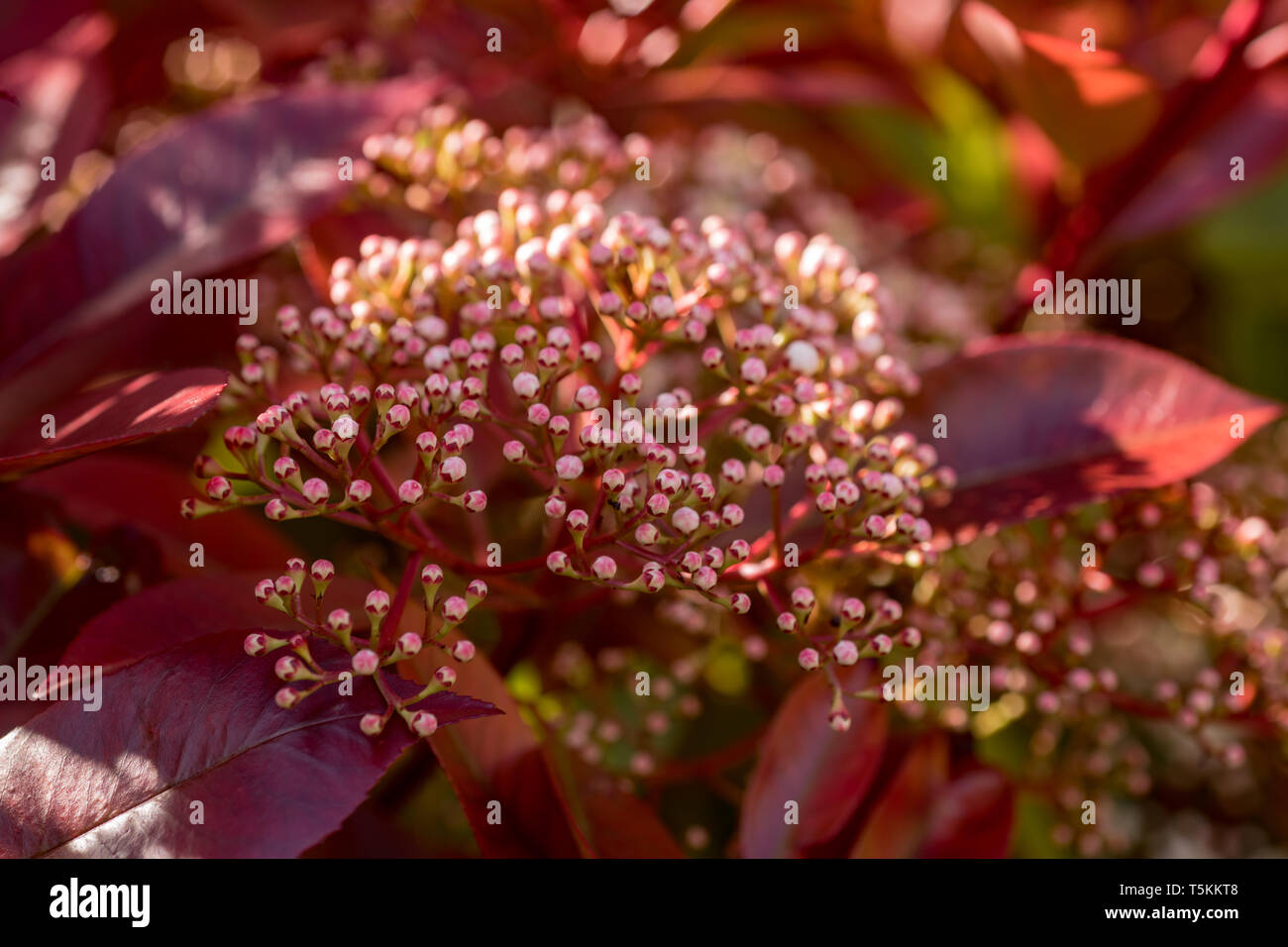 How To Grow Photinia Red Robin The Garden Of Eaden