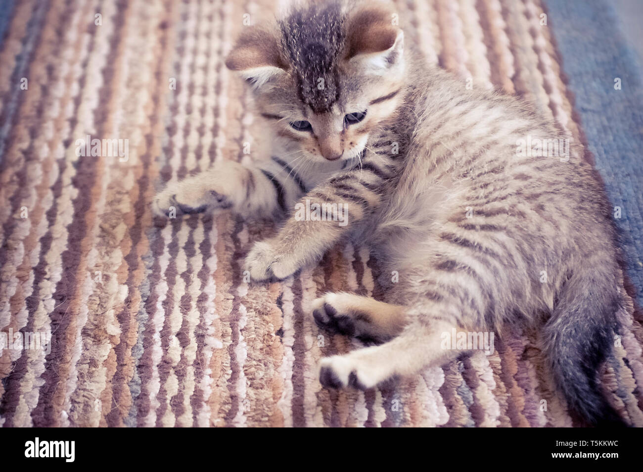 Cute Tabby Kitten Playing sur tapis à rayures Banque D'Images