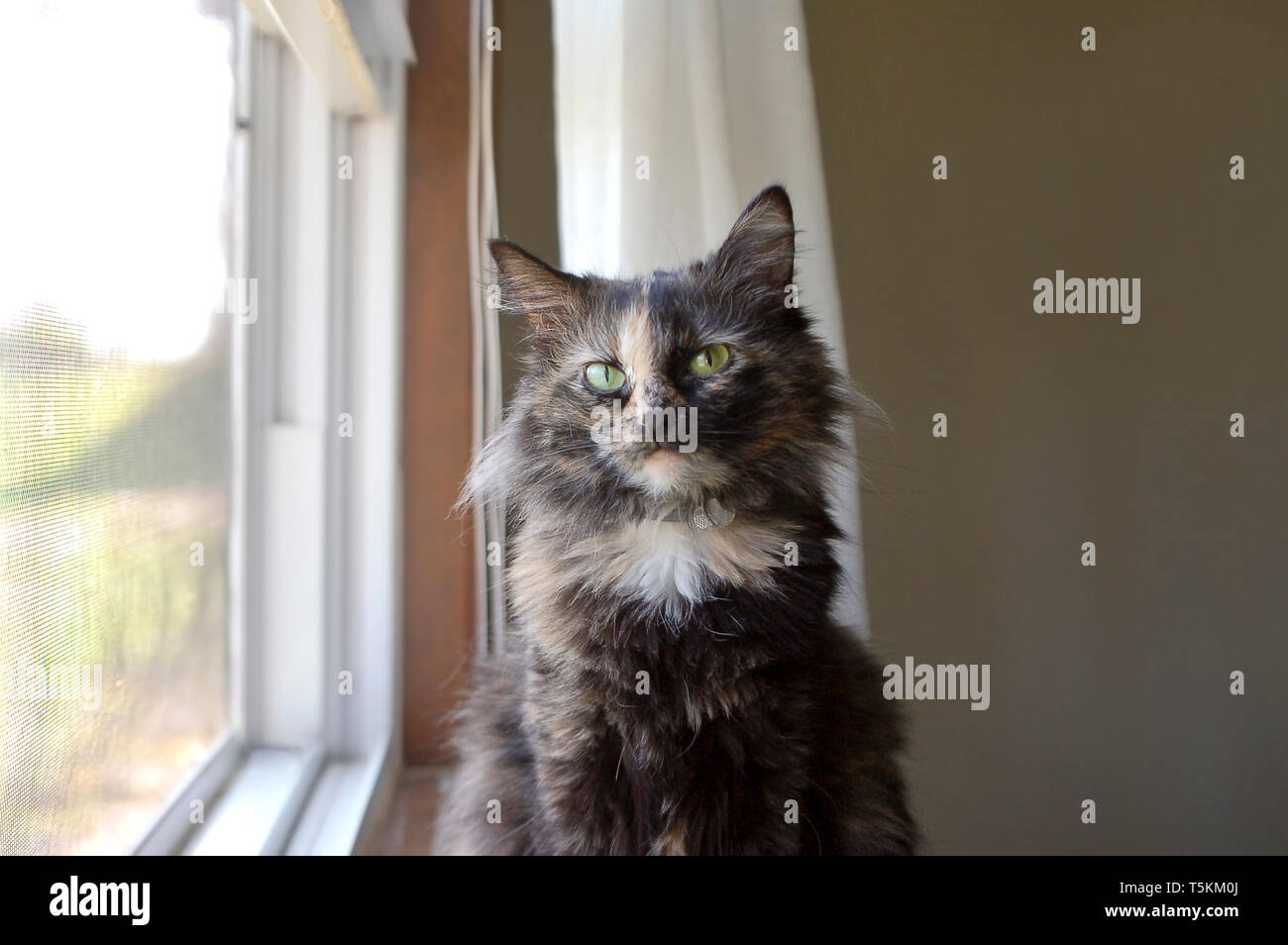Portrait Du Magnifique Chat Calico A Poil Long L Animal De Compagnie Interieur De Ma Sœur Debout A L Exterieur Sur L Herbe Dans Une Photo Photo Stock Alamy