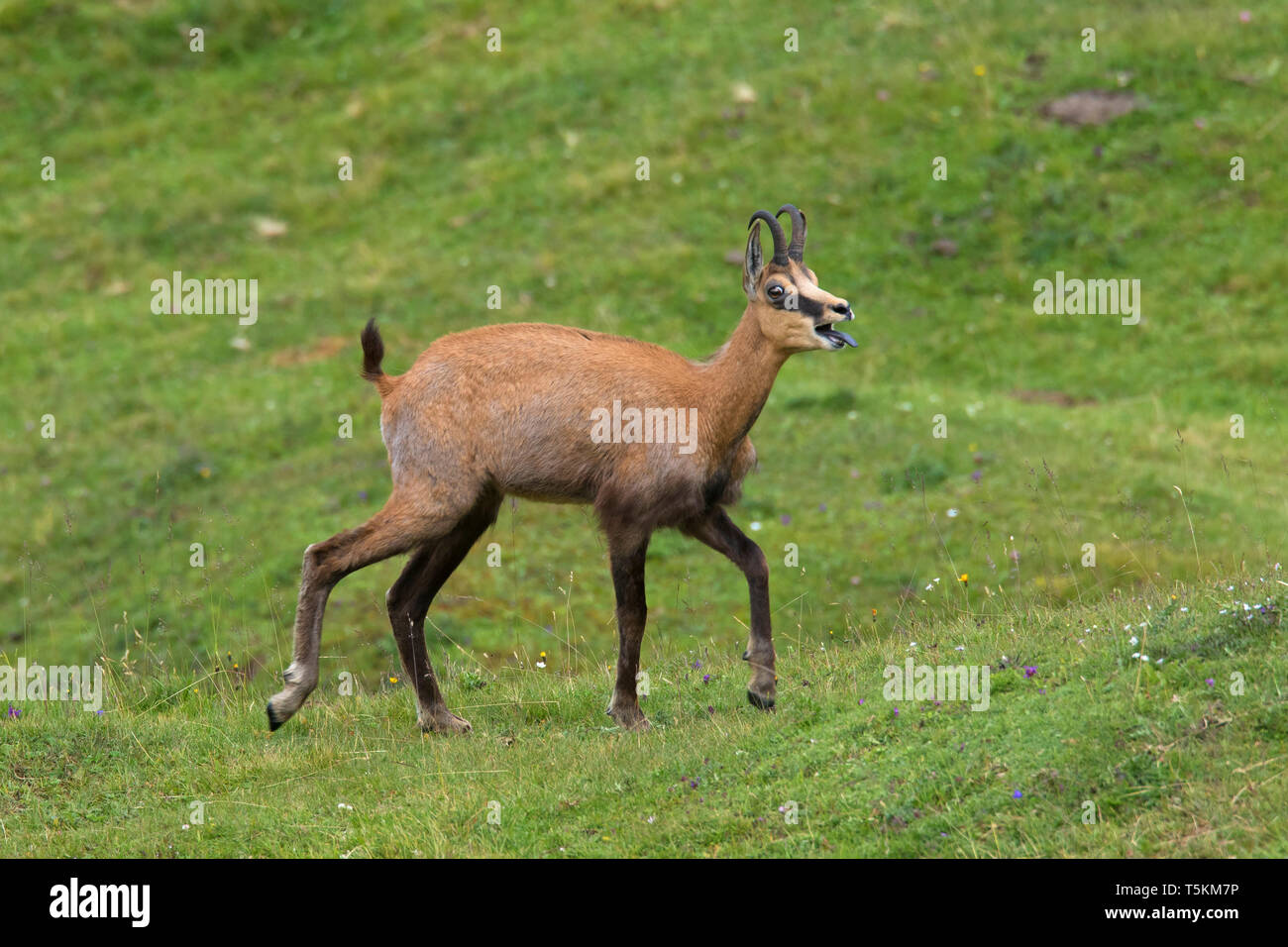 Chamois (Rupicapra rupicapra) mâle appelant en été sur prairie de montagne / pâturage d'altitude dans les Alpes européennes Banque D'Images