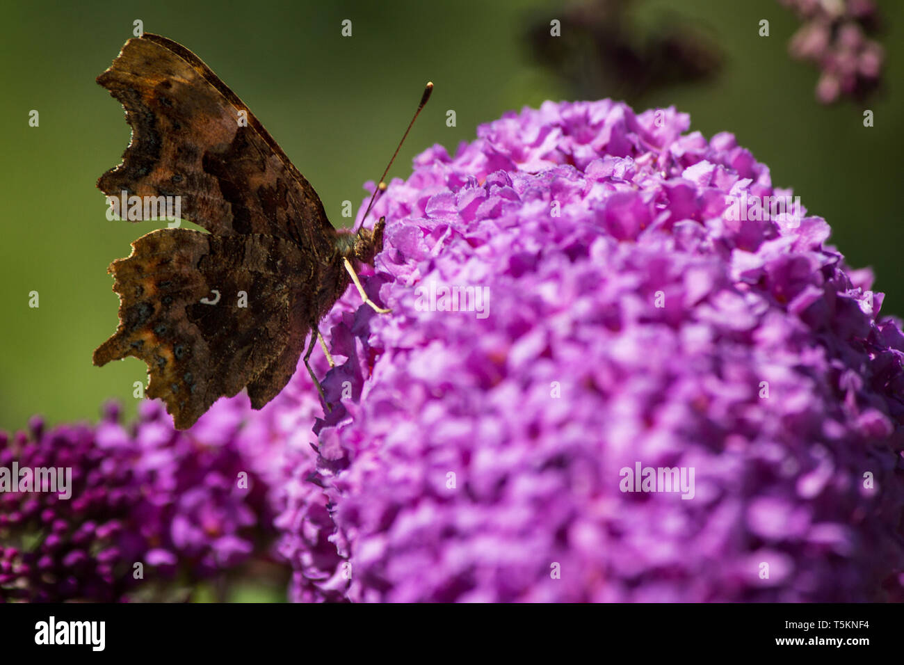 Schmetterling Tagpfauenauge lila Flieder / peacock butterfly purple lilac Banque D'Images