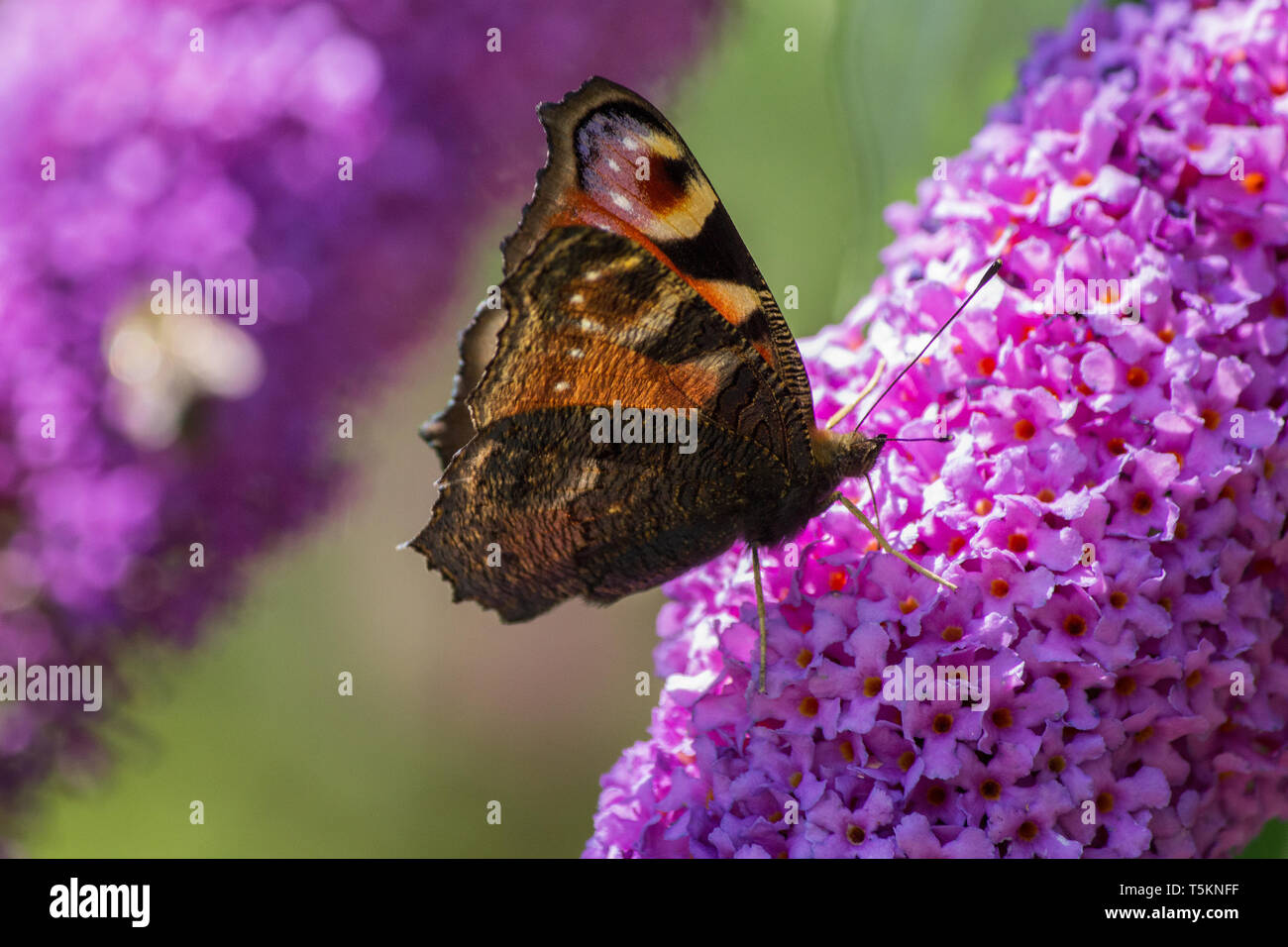 Schmetterling Tagpfauenauge lila Flieder / peacock butterfly purple lilac Banque D'Images