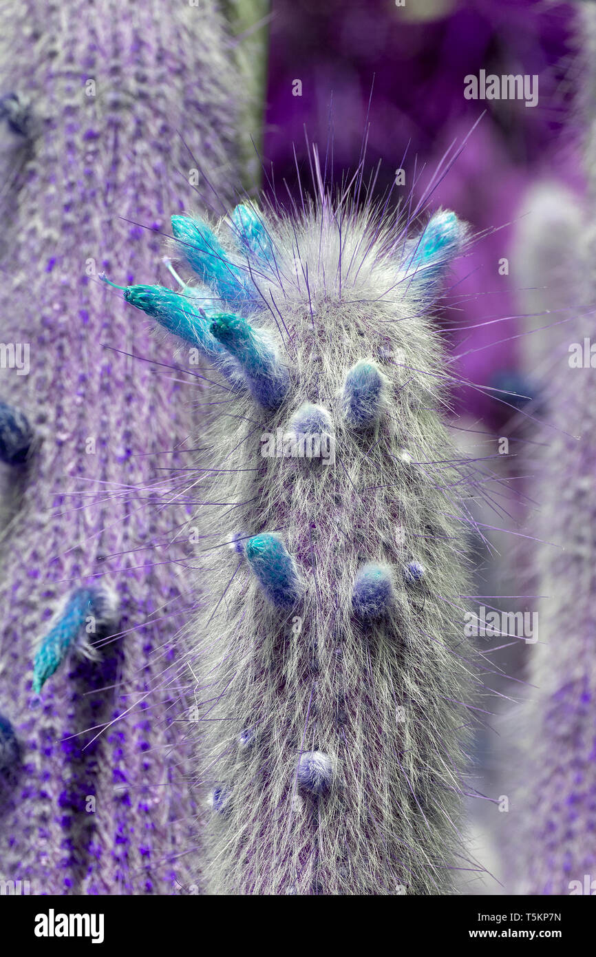 Résumé surréaliste avec cactus violet fleurs turquoise feuilles piquantes Banque D'Images