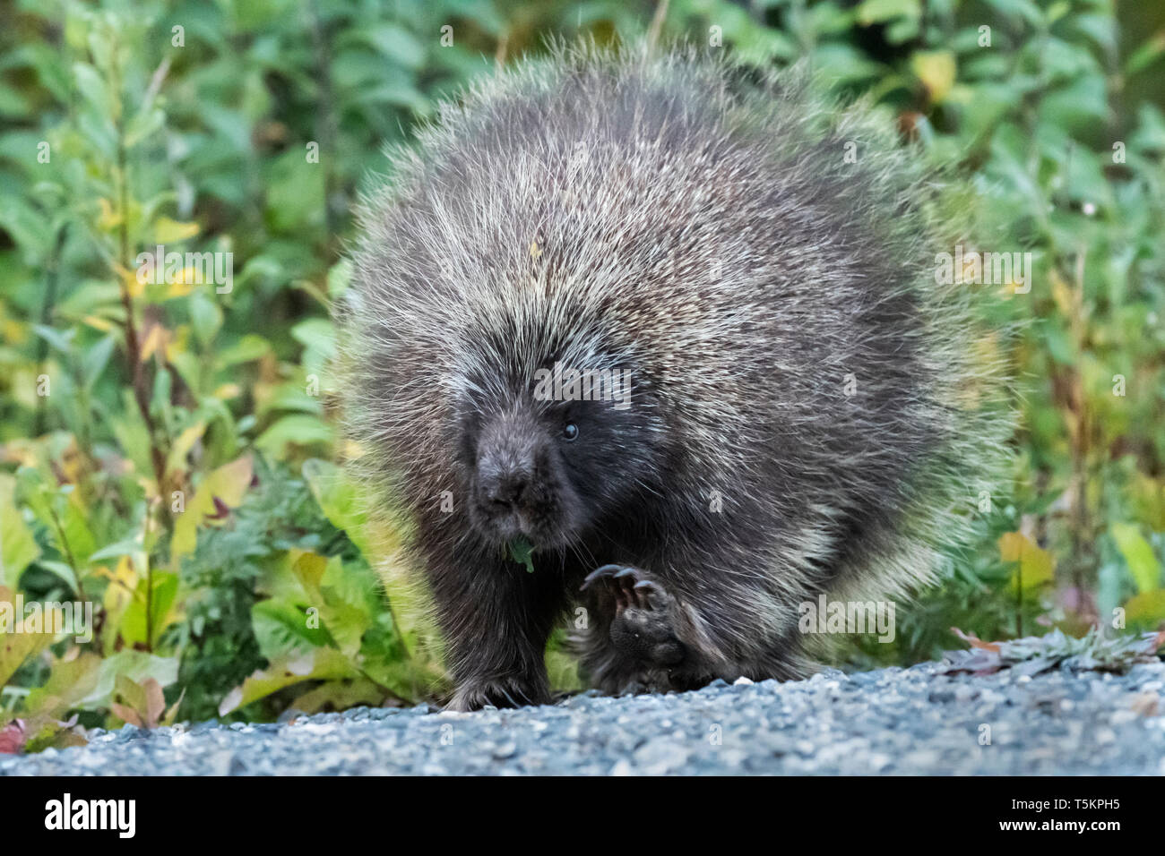 Amérique du Nord ; United States ; Alaska ; intérieur ; la faune ; Mammifères Rongeurs ; : ; Porcupine Erethizon dorsatum : Banque D'Images
