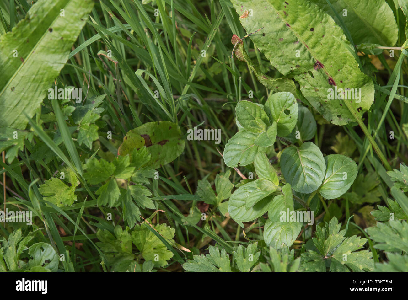 Au début du printemps les pousses de menthe aquatique / Mentha aquatica poussant dans les prairies humides. Feuilles deviennent plus grossière et de Downy pendant l'été. Les plantes hygrophiles. Banque D'Images