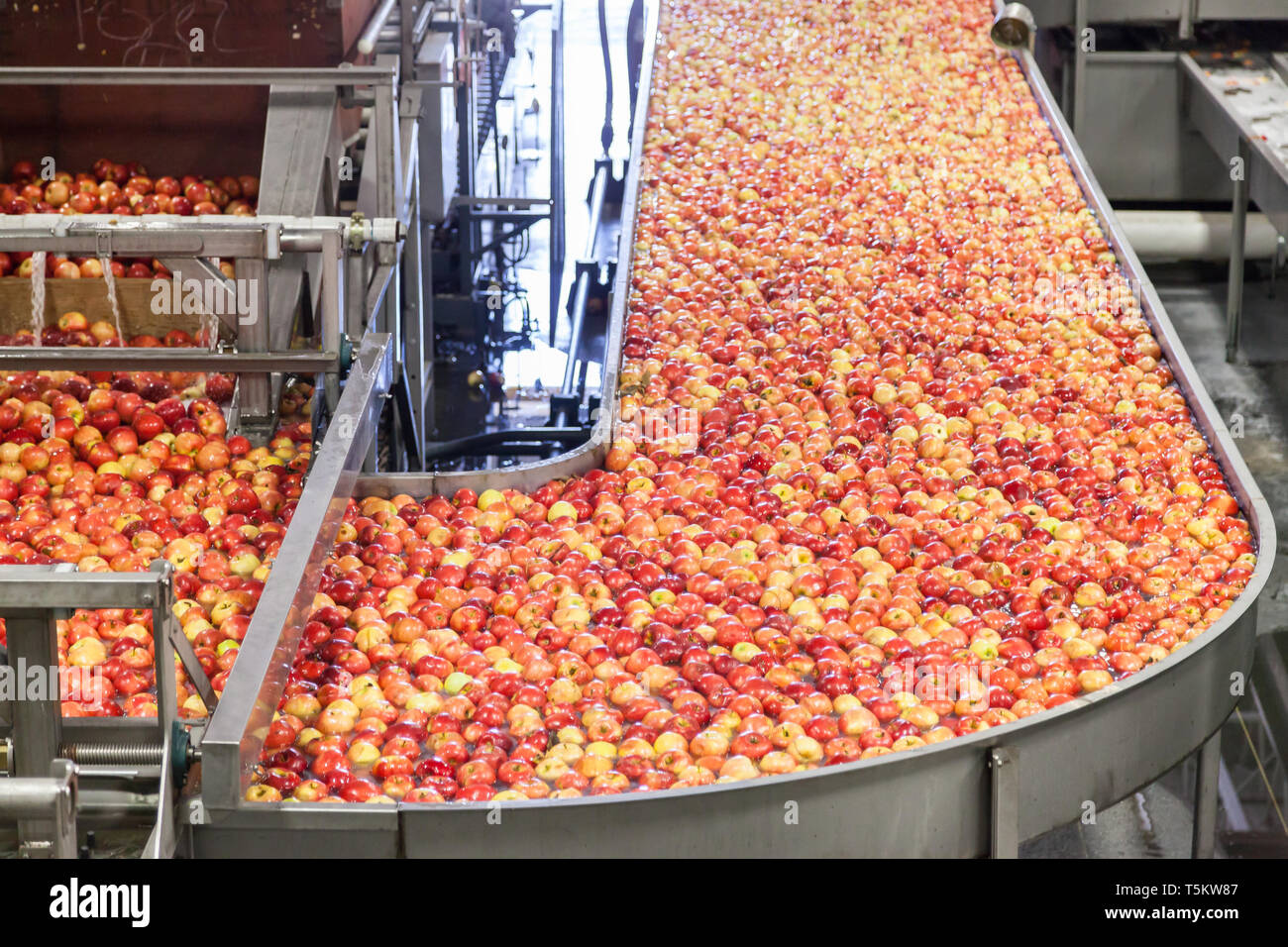 Des Pommes De Gala Propres Et Fraîches Sur Une Courroie Transporteuse Dans  Un Entrepôt D'emballage De Fruits Pour La Précision