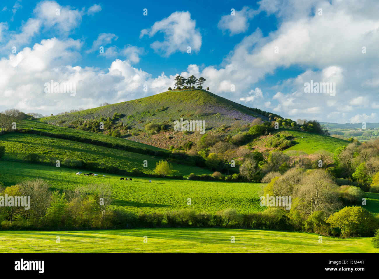 Bridport, Dorset, UK. 25 avril 2019. Météo britannique. Avis de Bill Colmers Hill à Symondsbury près de Glastonbury dans le Dorset. L'emblématique colline surmontée d'arbres est teinté de bleu avec des jacinthes fleurs sur ses pentes par une chaude après-midi ensoleillé. Crédit photo : Graham Hunt/Alamy Live News Banque D'Images