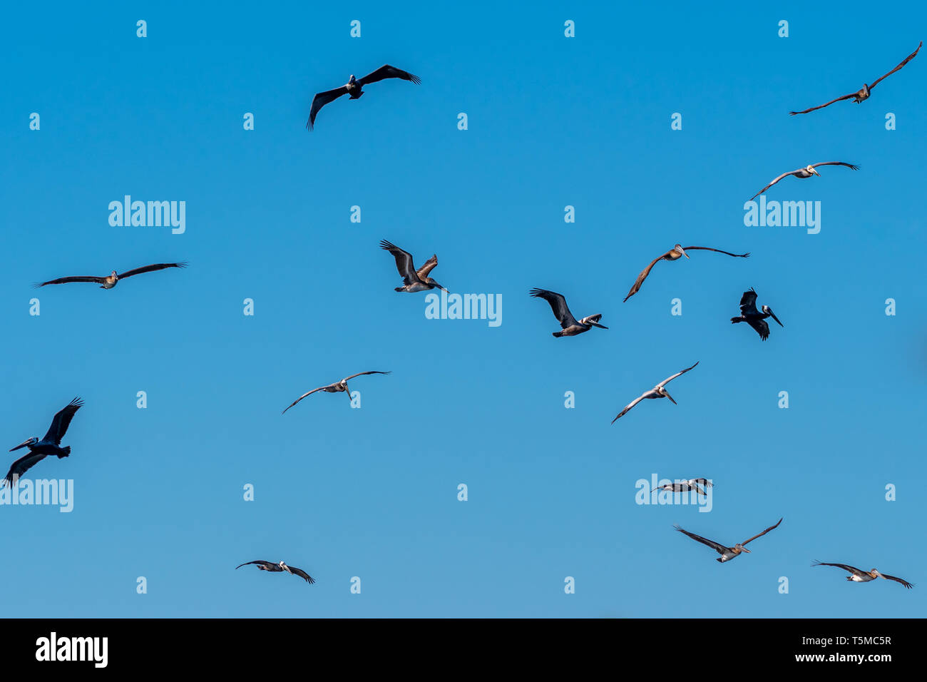 Troupeau de le pélican brun (Pelecanus occidentalis) en vol au dessus de la Basse-Californie, au Mexique. Banque D'Images
