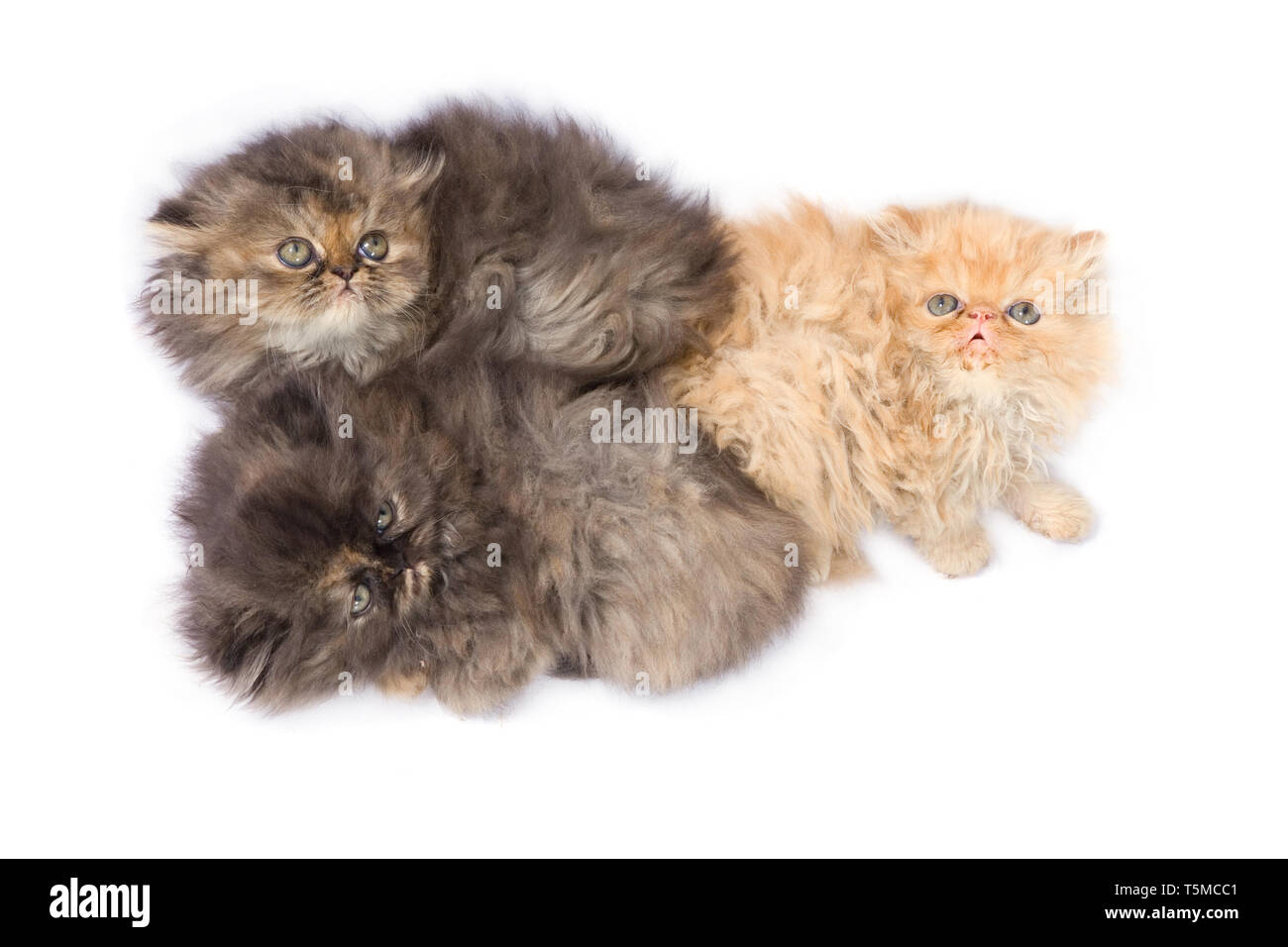 3 beaux chats persans sur fond blanc Banque D'Images