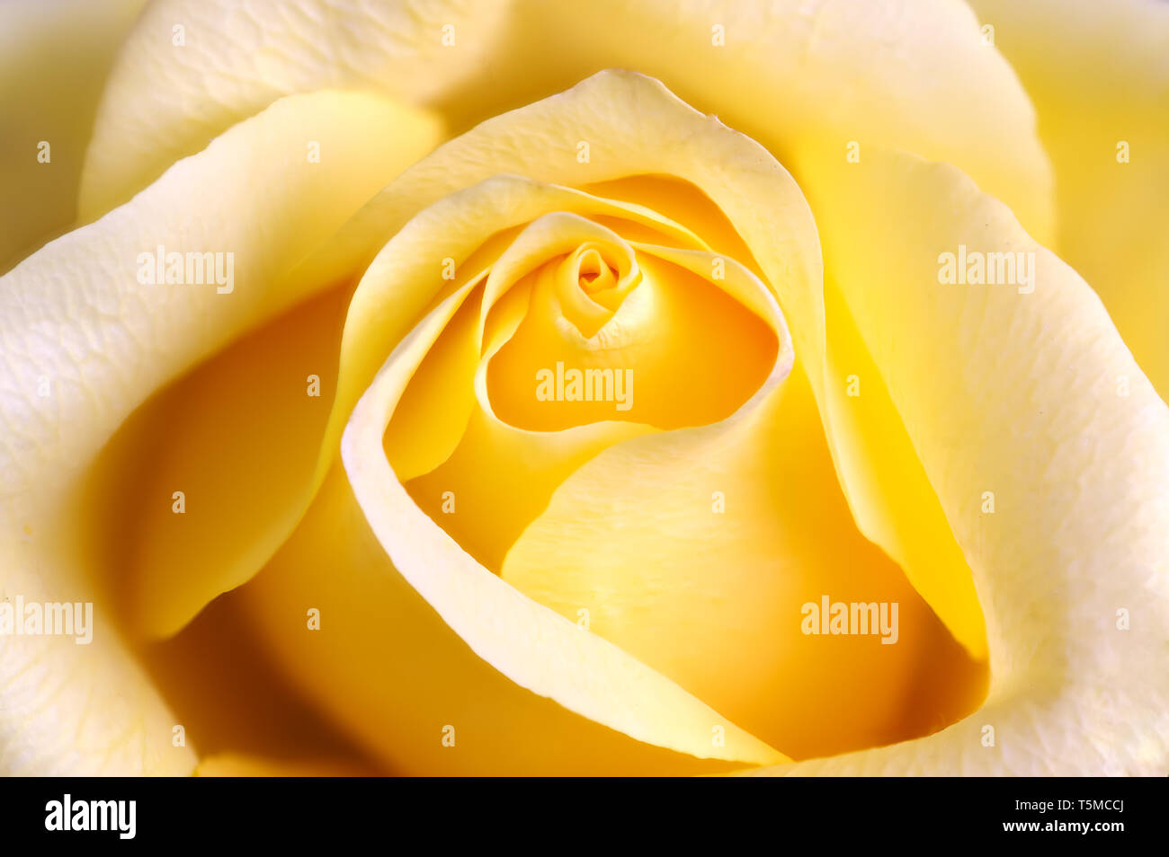 Rose jaune macro closeup Banque D'Images
