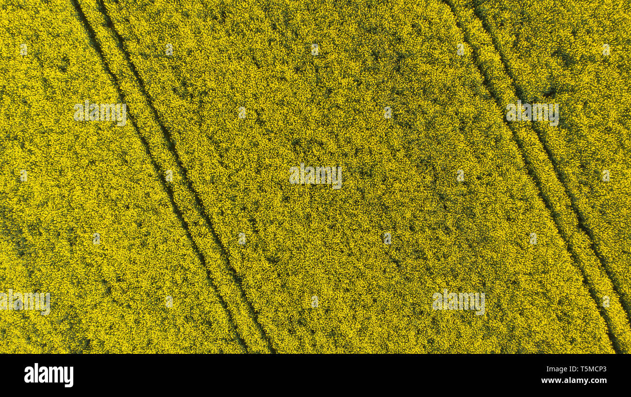 Vue aérienne sur fond jaune qui fleurit le viol. Banque D'Images