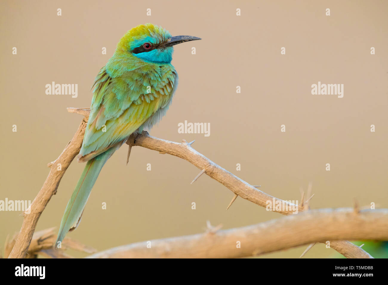 Green Guêpier (Merops orientalis cyanophrys), adulte perché sur une branche Banque D'Images