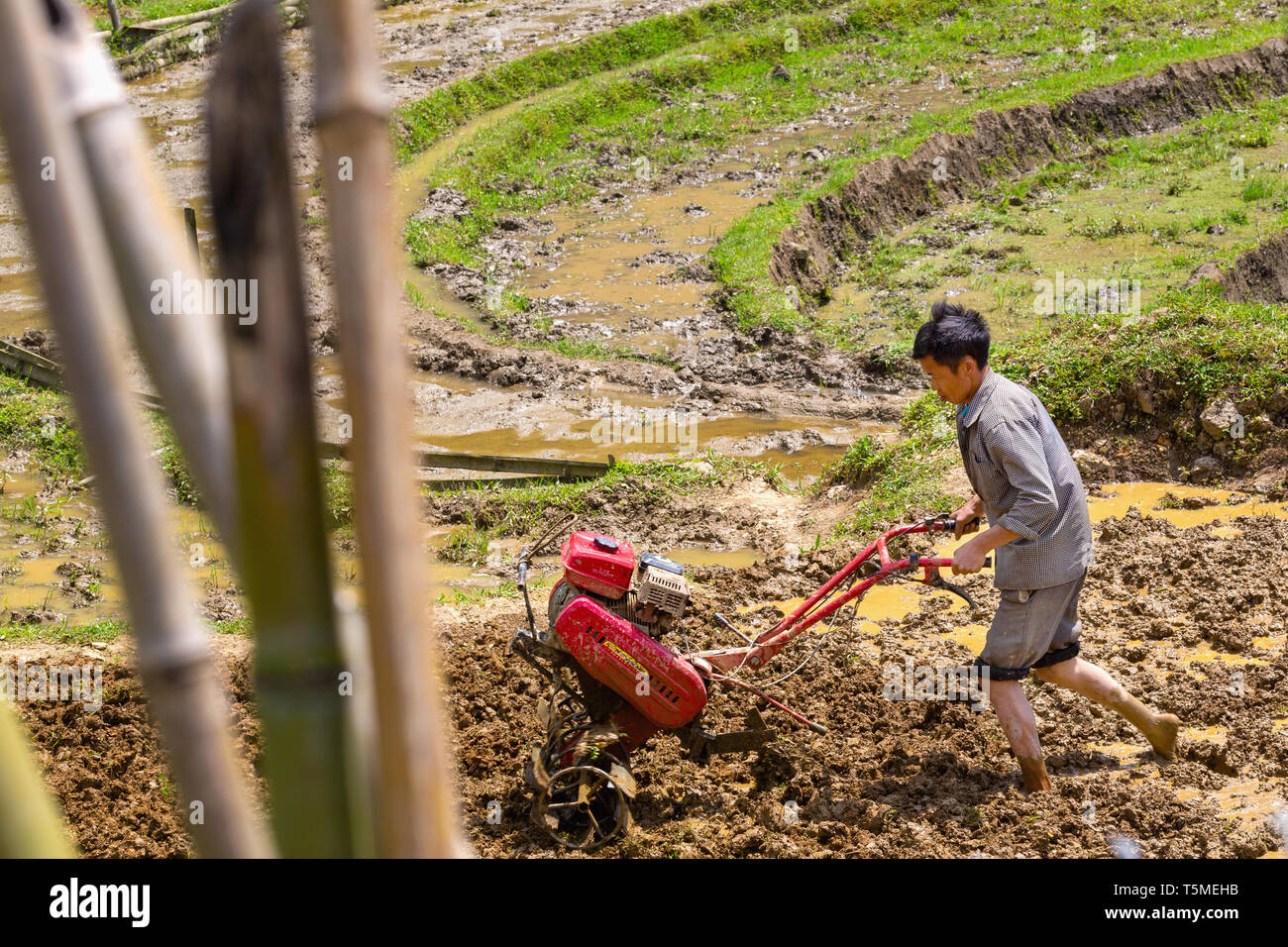 Agriculteur à l'aide d'un motoculteur sur la machine dans le champ de riz patty SaPa, Vietnam, Asie Banque D'Images