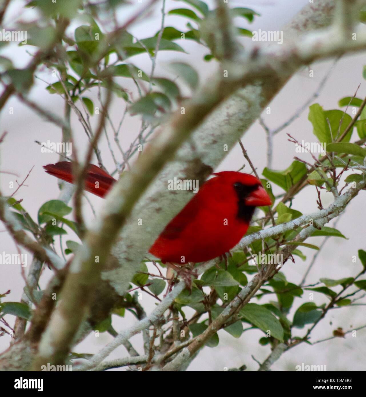 Red cardinal Banque de photographies et d'images à haute résolution - Alamy