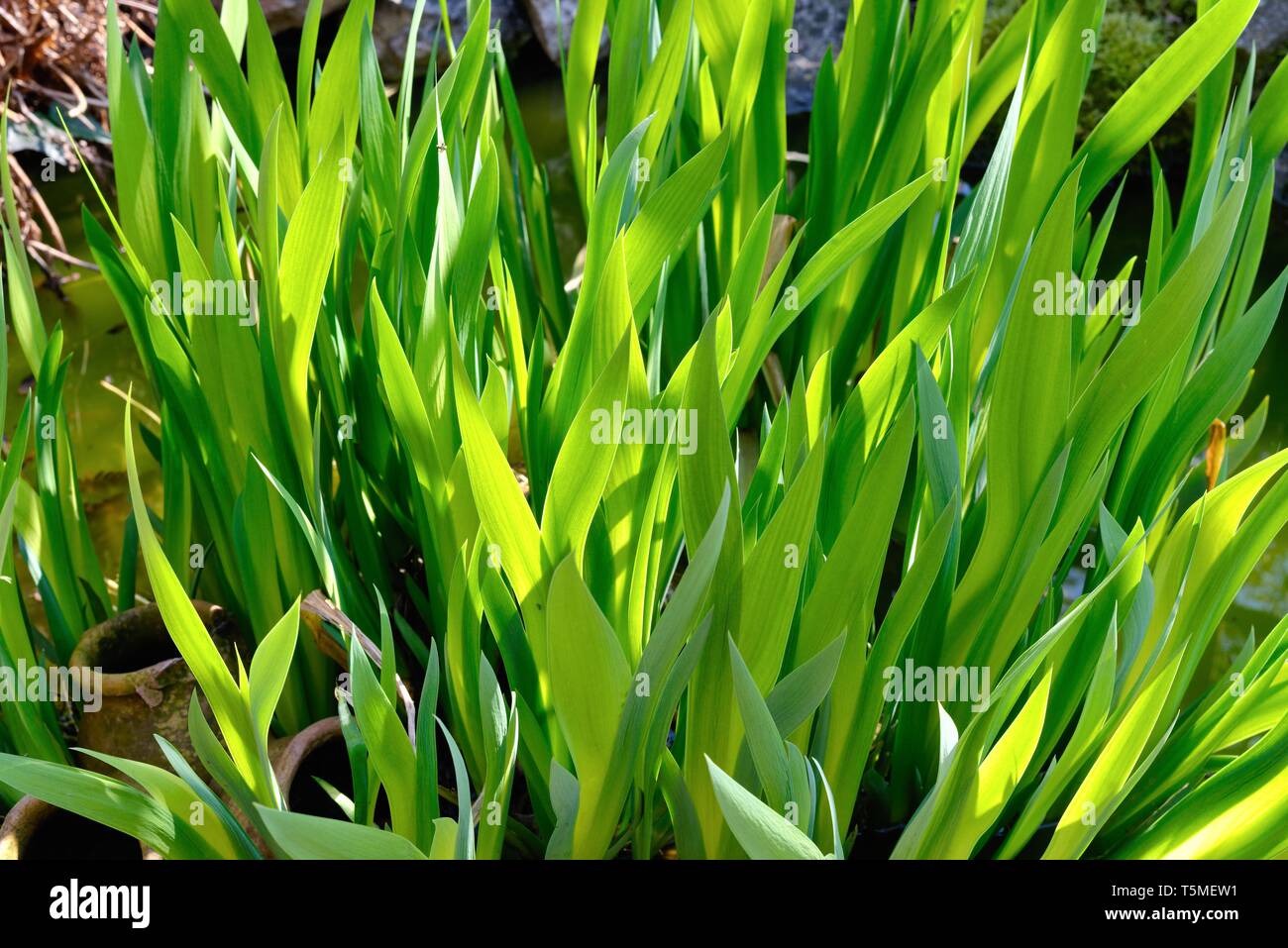 Close up de feuilles vert épais d'eau iris en plein soleil Banque D'Images