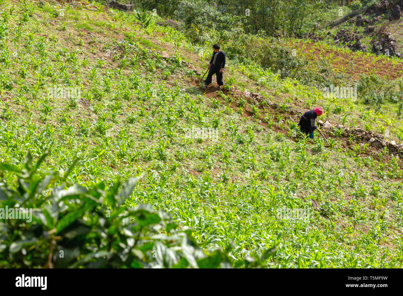 Deux paysans cultivant le maïs en colline à SaPa, Vietnam, Asie Banque D'Images