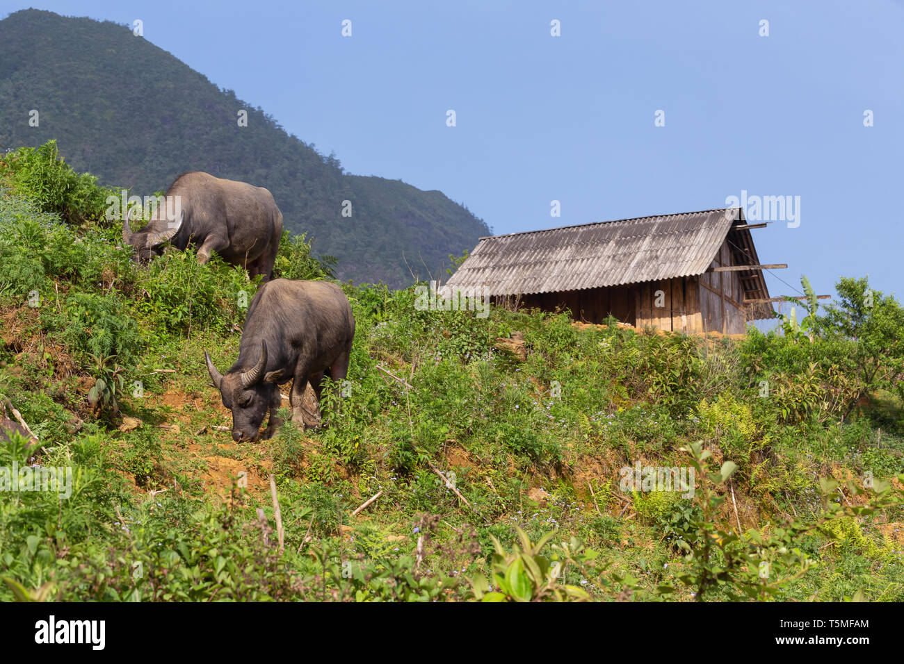 Deux buffles d'eau pâturage sur colline dans SaPa, Vietnam, Asie Banque D'Images