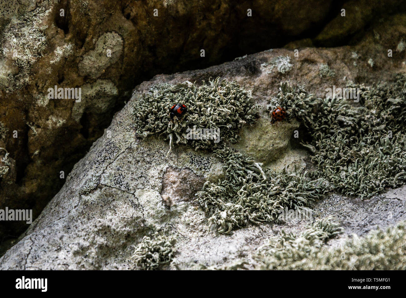 Deux coccinelles arlequin (Harmonia axyridis) de lichens Banque D'Images
