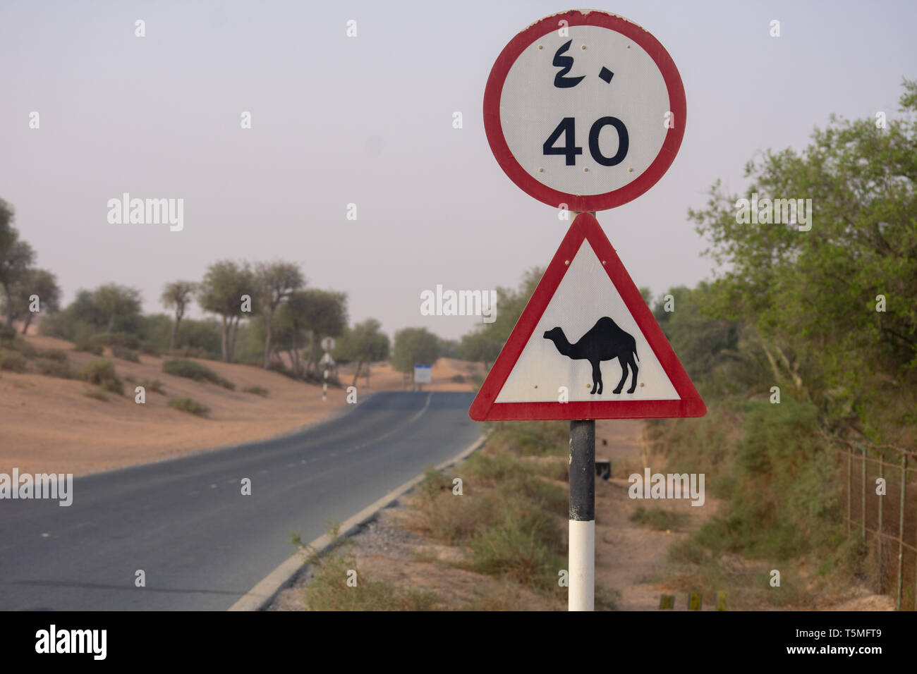 Méfiez-vous des Camel ; panneau de passage à niveau dans une rue ou route du désert aux Emirats Arabes Unis. Banque D'Images