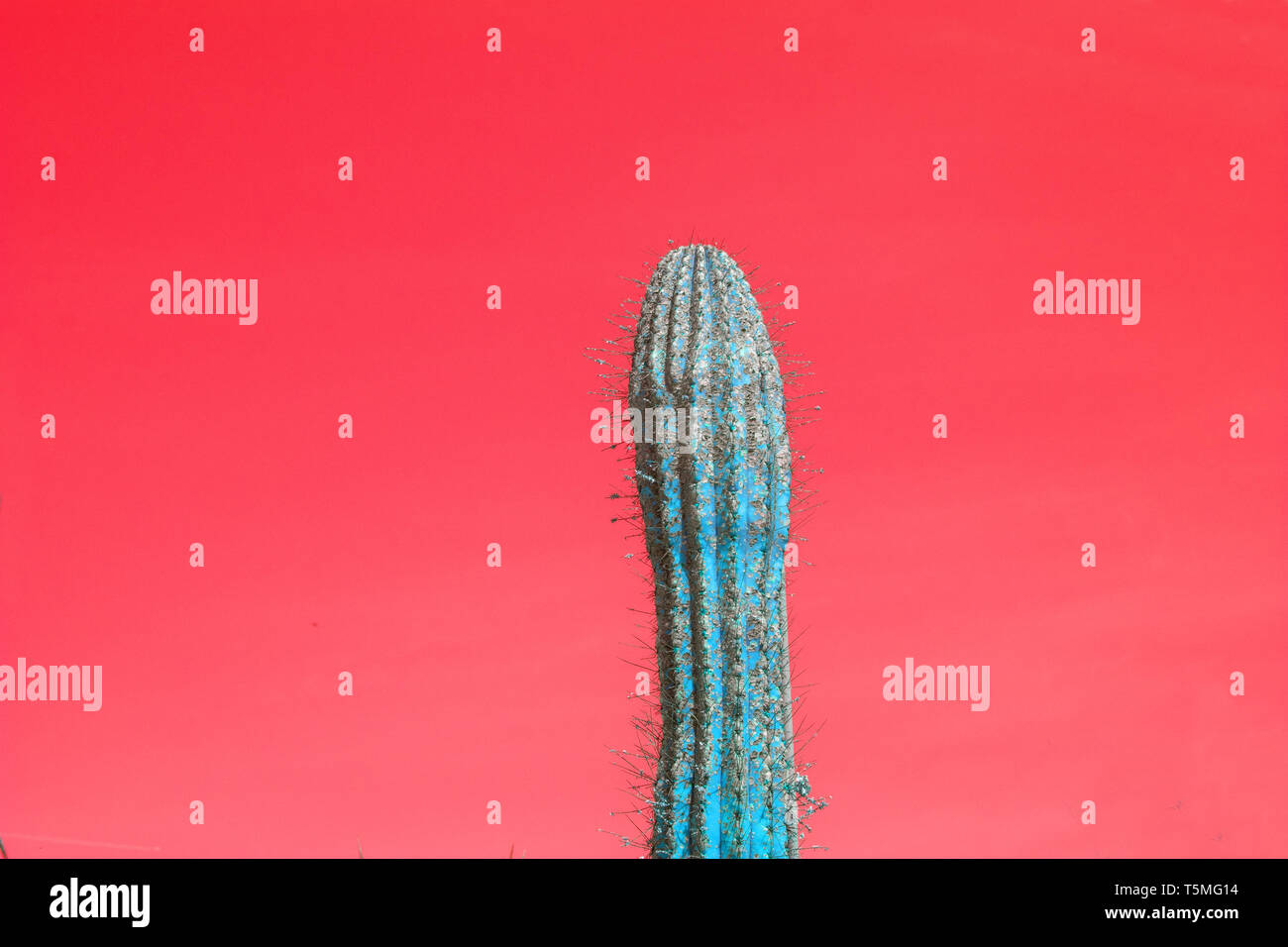 Surréaliste abstrait couleur turquoise unique épineux cactus avec des clous contre ciel rouge Banque D'Images