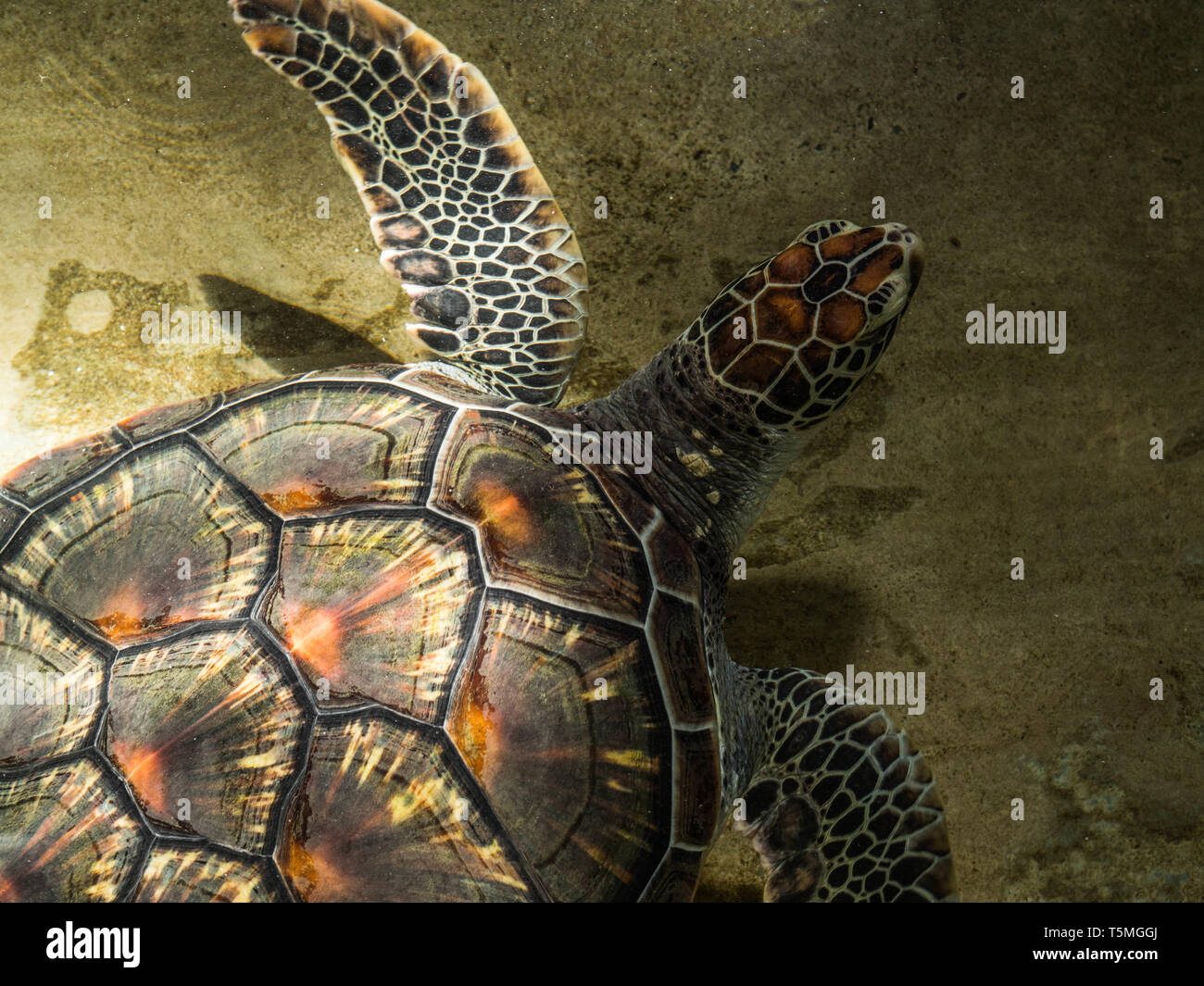 Grande tortue de mer à la ferme pour aider à la survie des tortues de mer en Thaïlande Banque D'Images