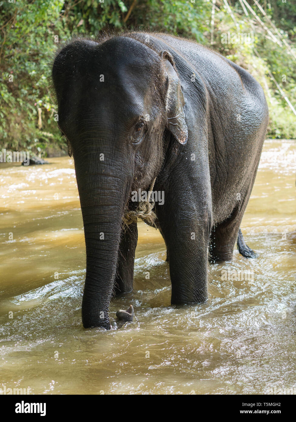 Un jeune éléphant asiatique avec une corde autour du cou est debout dans une rivière peu profonde après la baignade Banque D'Images