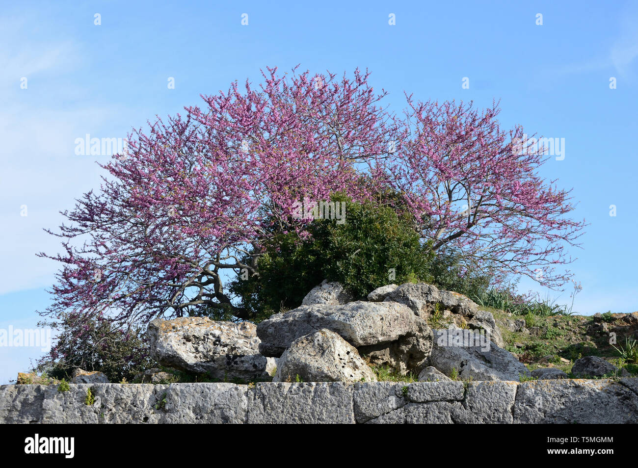 Magnifique arbre en fleurs sur les ruines antiques de la ville romaine de Cosa, Toscane, Italie Banque D'Images