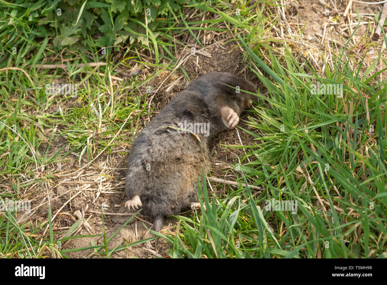 Une taupe morte (UK) couché dans l'herbe Photo Stock - Alamy