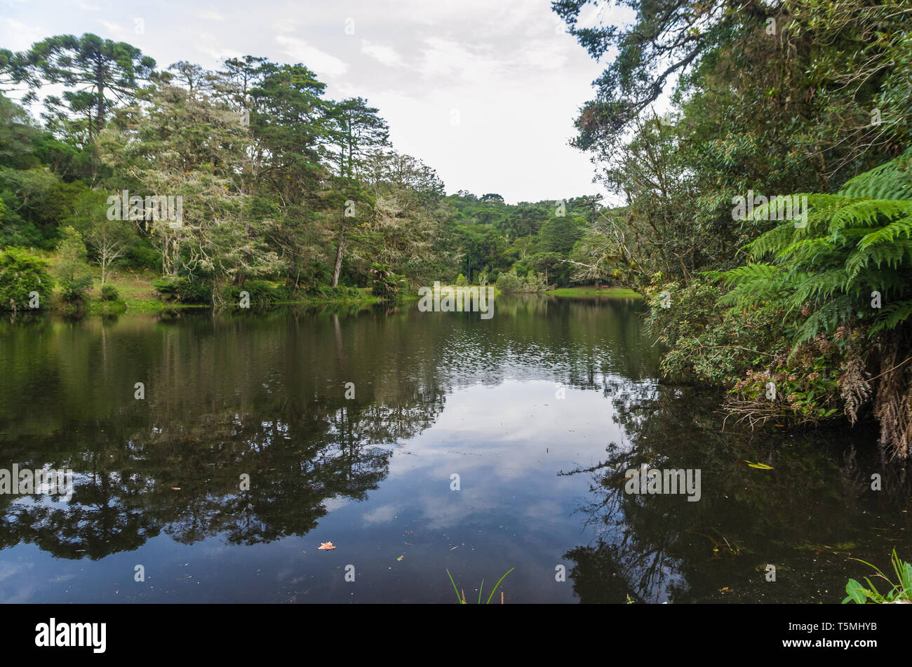 La forêt verte mystique du Brésil, sol moussu. Banque D'Images