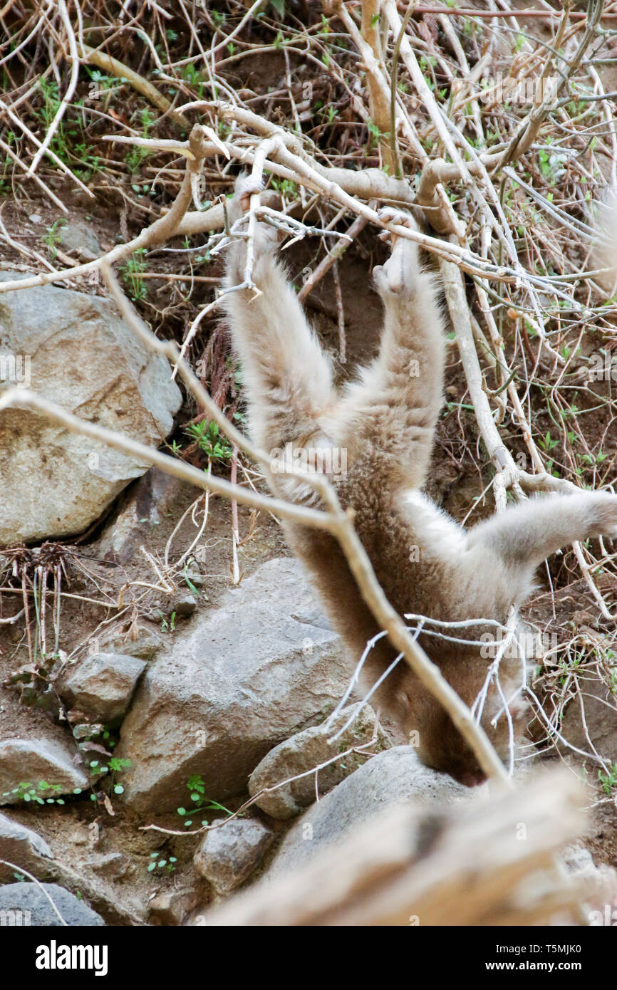 Jigoku-dani Snow Monkey Park, le Japon Le Japon, Alpes Banque D'Images