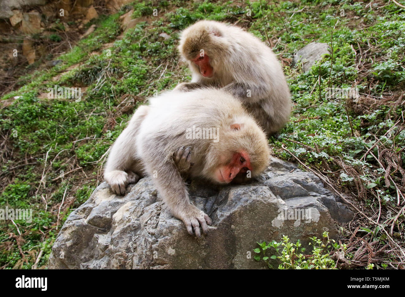 Jigoku-dani Snow Monkey Park, le Japon Le Japon, Alpes Banque D'Images