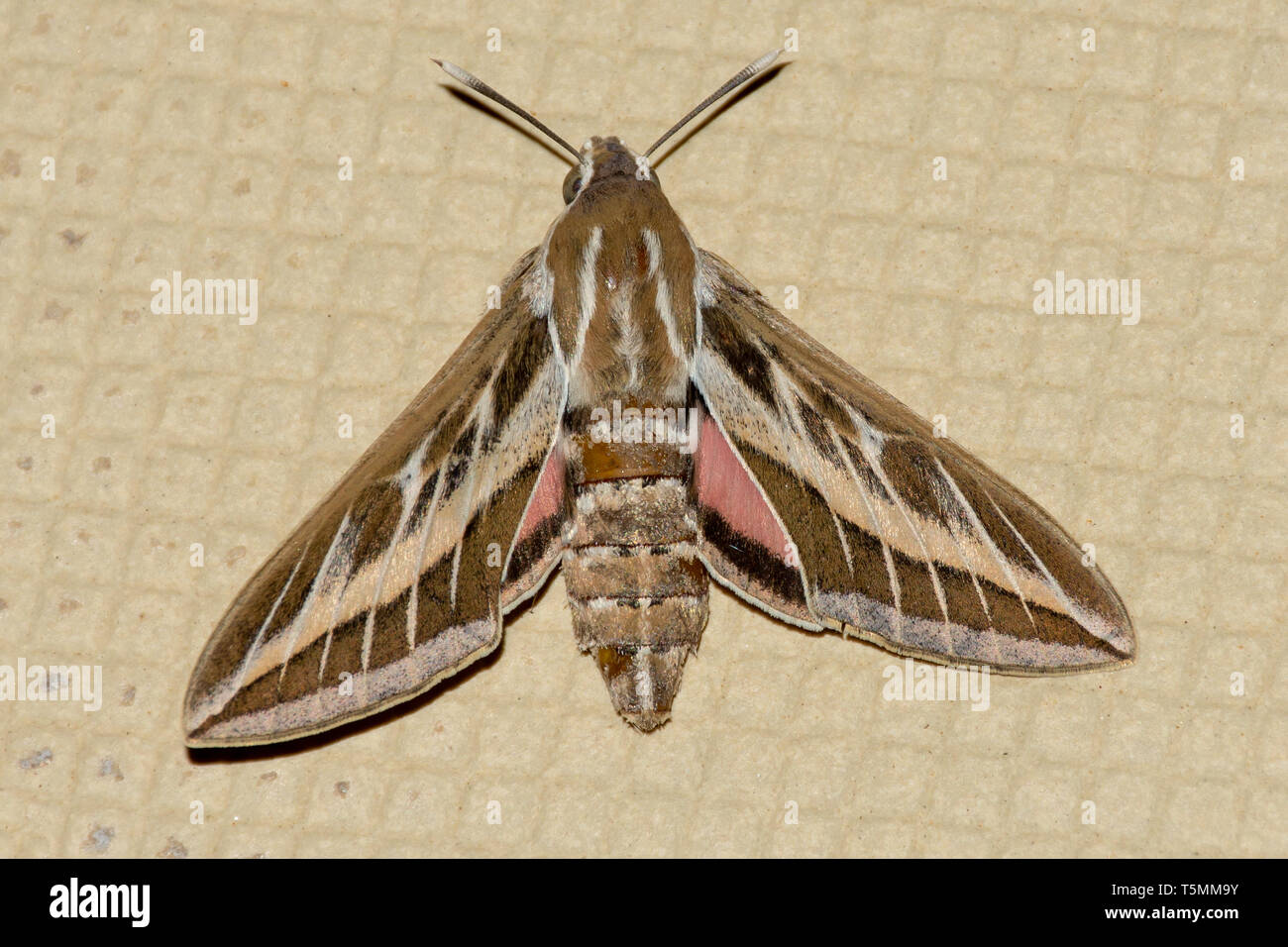 Un bar d'argent Hawk Moth ou Vine Hawk Moth, repose sur le sol (Hippotion celerio) dans les Émirats arabes unis (EAU). Banque D'Images