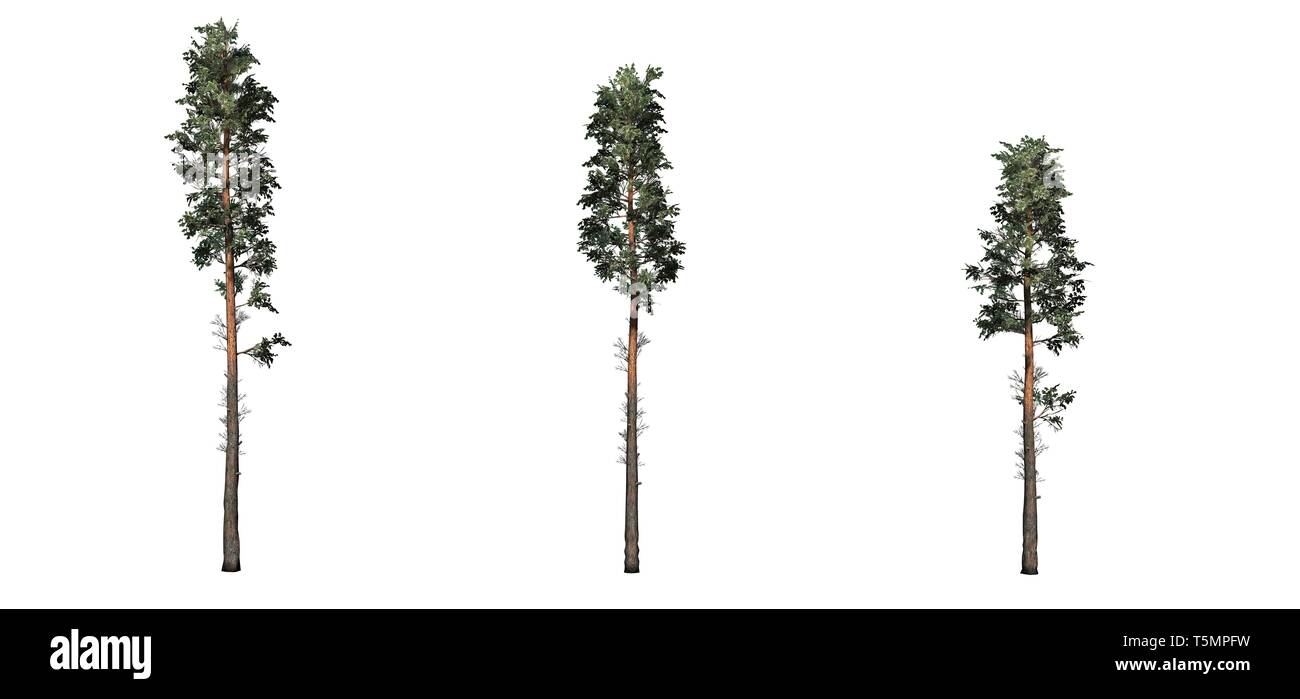 Ensemble d'arbres de pin sylvestre - isolé sur fond blanc Banque D'Images