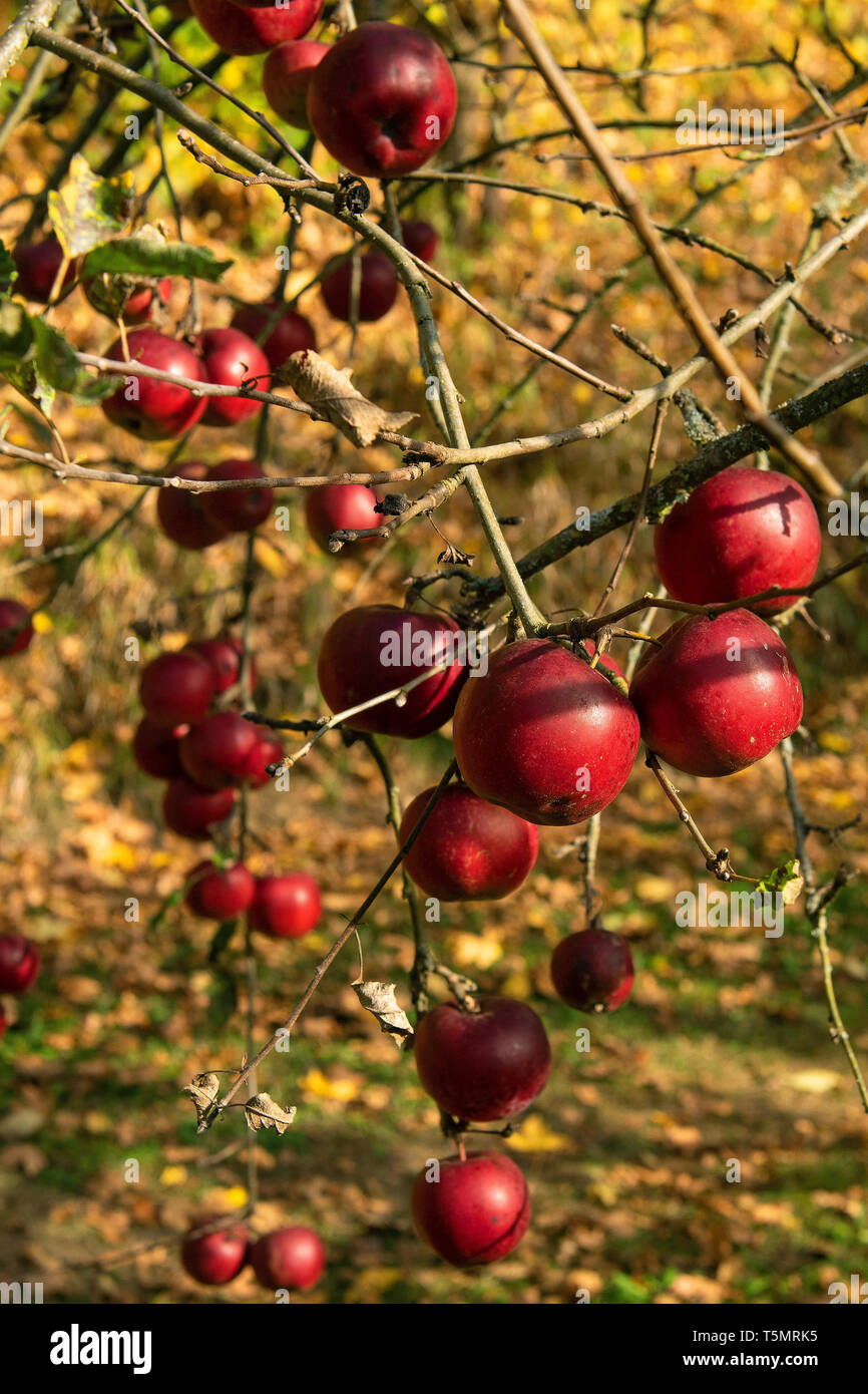 Des pommes mûres dans un verger dans le sud de l'Allemagne Banque D'Images