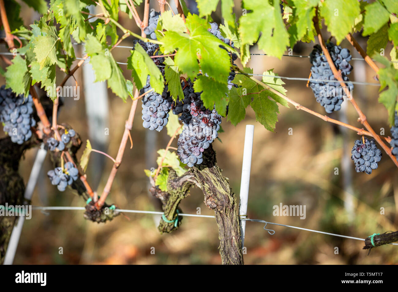 Les raisins italiens et de vignes dans un vignoble près de Panzano in Chianti Région de l'Italie, au cours de l'automne, Banque D'Images