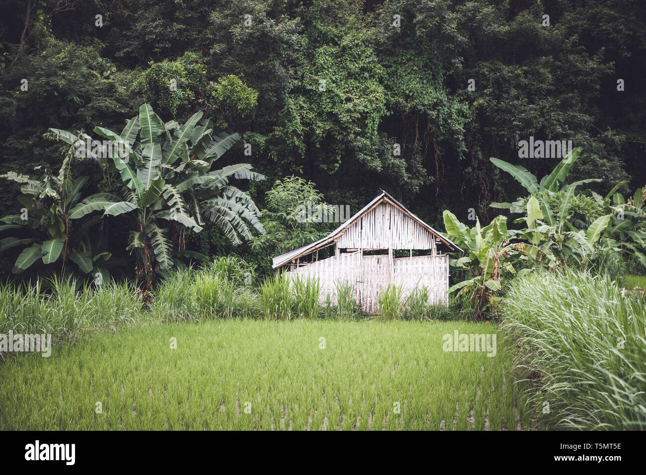 Small White Bamboo hut entre un champ de riz et la jungle à Bali, Indonésie Banque D'Images