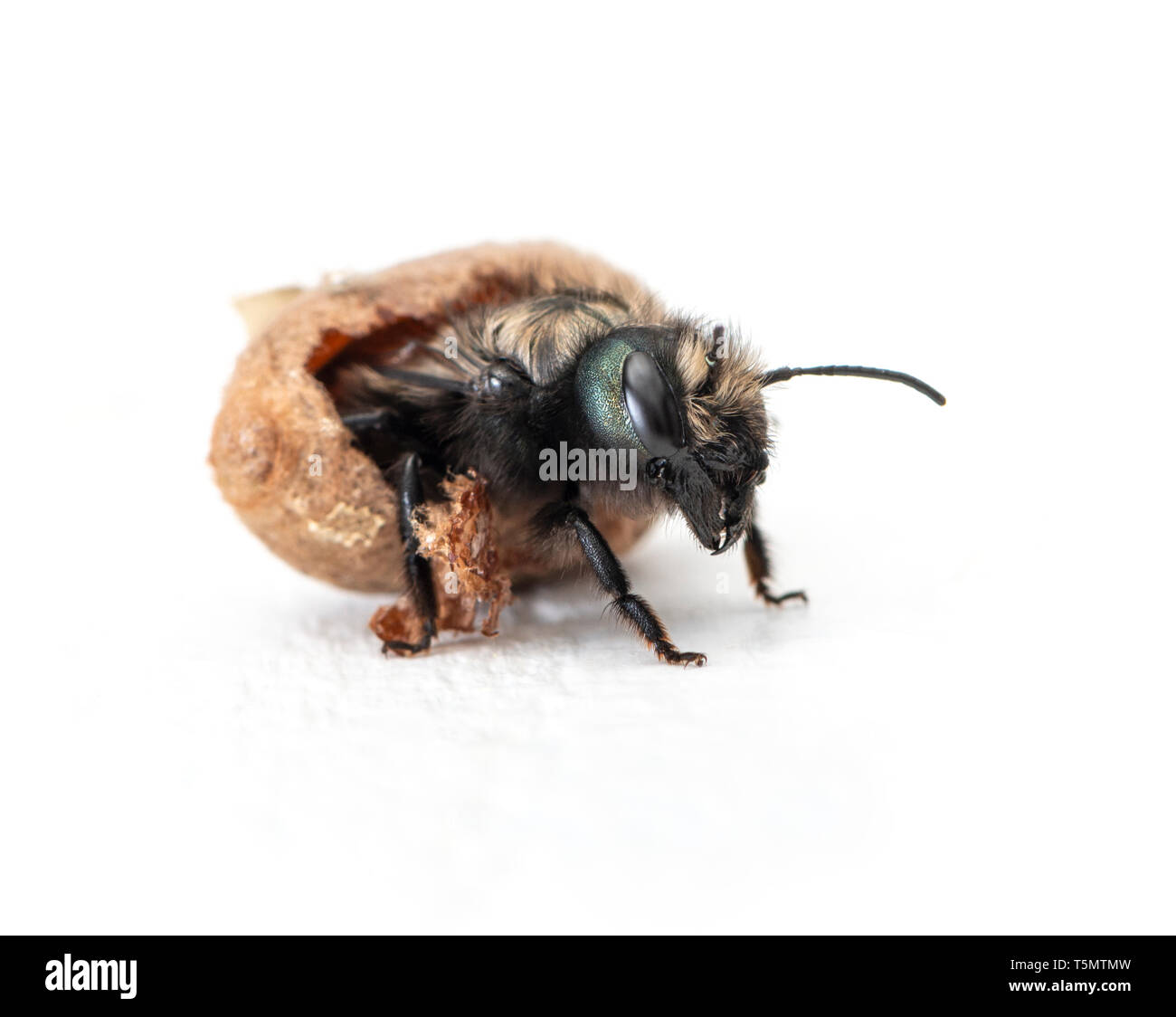 Abeilles femelles (Osmia lignaria) l'éclosion - vue latérale sur un fond blanc Banque D'Images