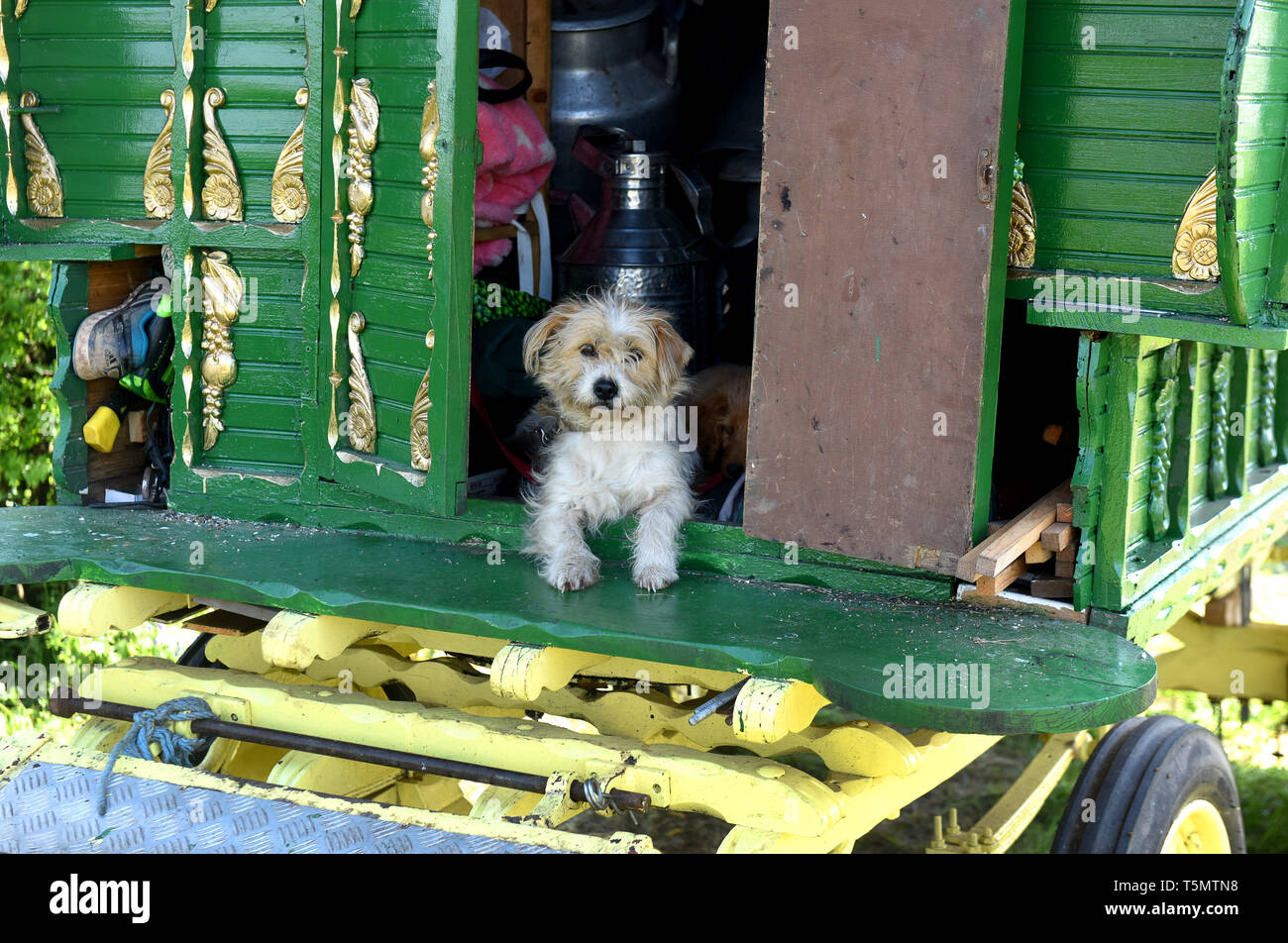 Chien de compagnie sur Romany Gypsy Caravan voyageurs dans le Shropshire England Uk Banque D'Images