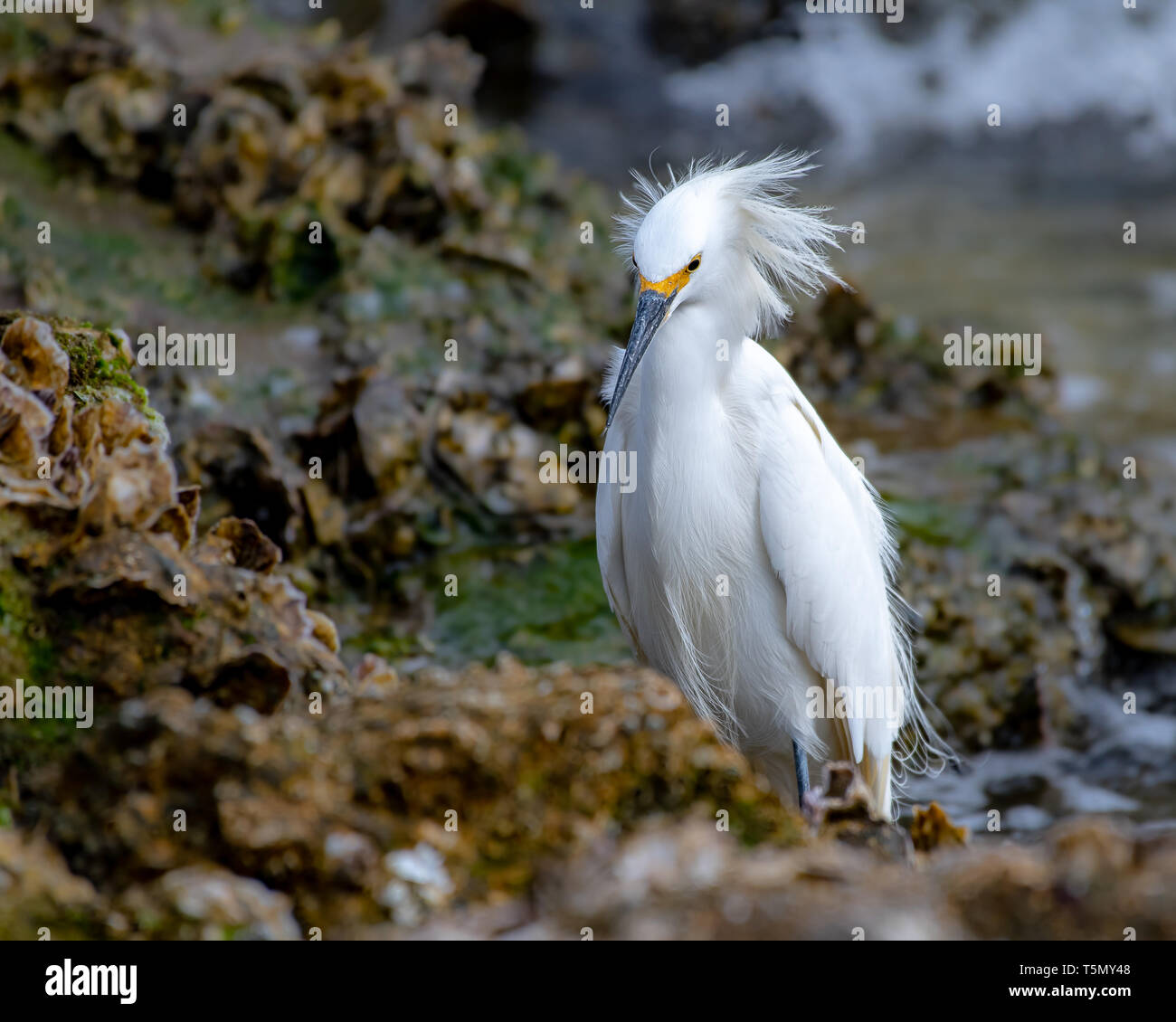 Aigrette neigeuse la pêche dans les eaux peu profondes Banque D'Images