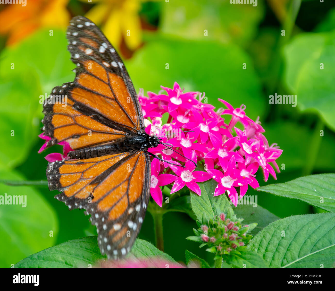 Papillon monarque assis sur des fleurs roses Banque D'Images
